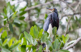 Image de Aigrette tricolore