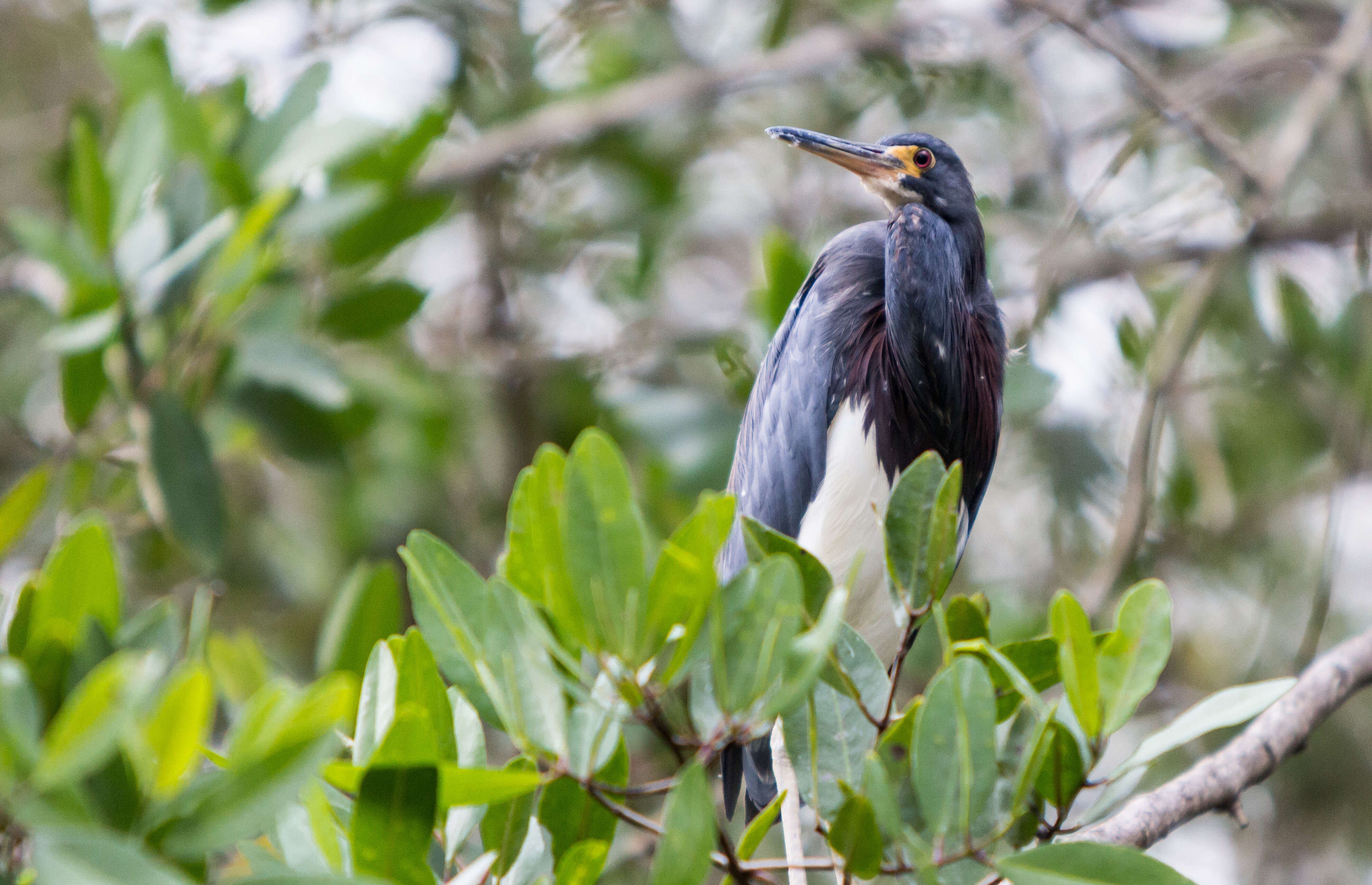 Image de Aigrette tricolore