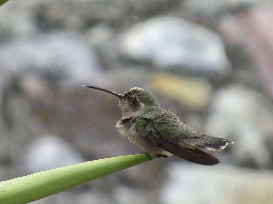 Image of Cynanthus sordidus