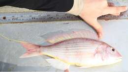 Image of Japanese threadfin-bream