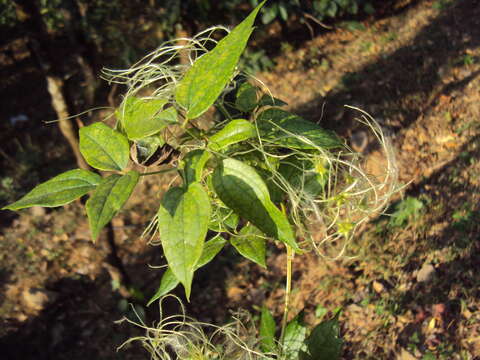 Image of Clematis javana DC.