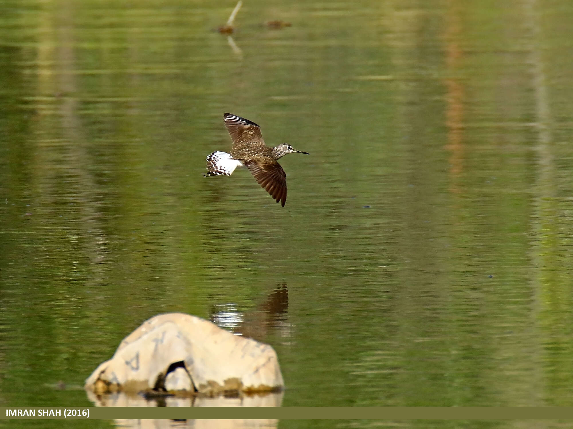 Image of Green Sandpiper