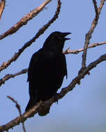 Image of American Crow