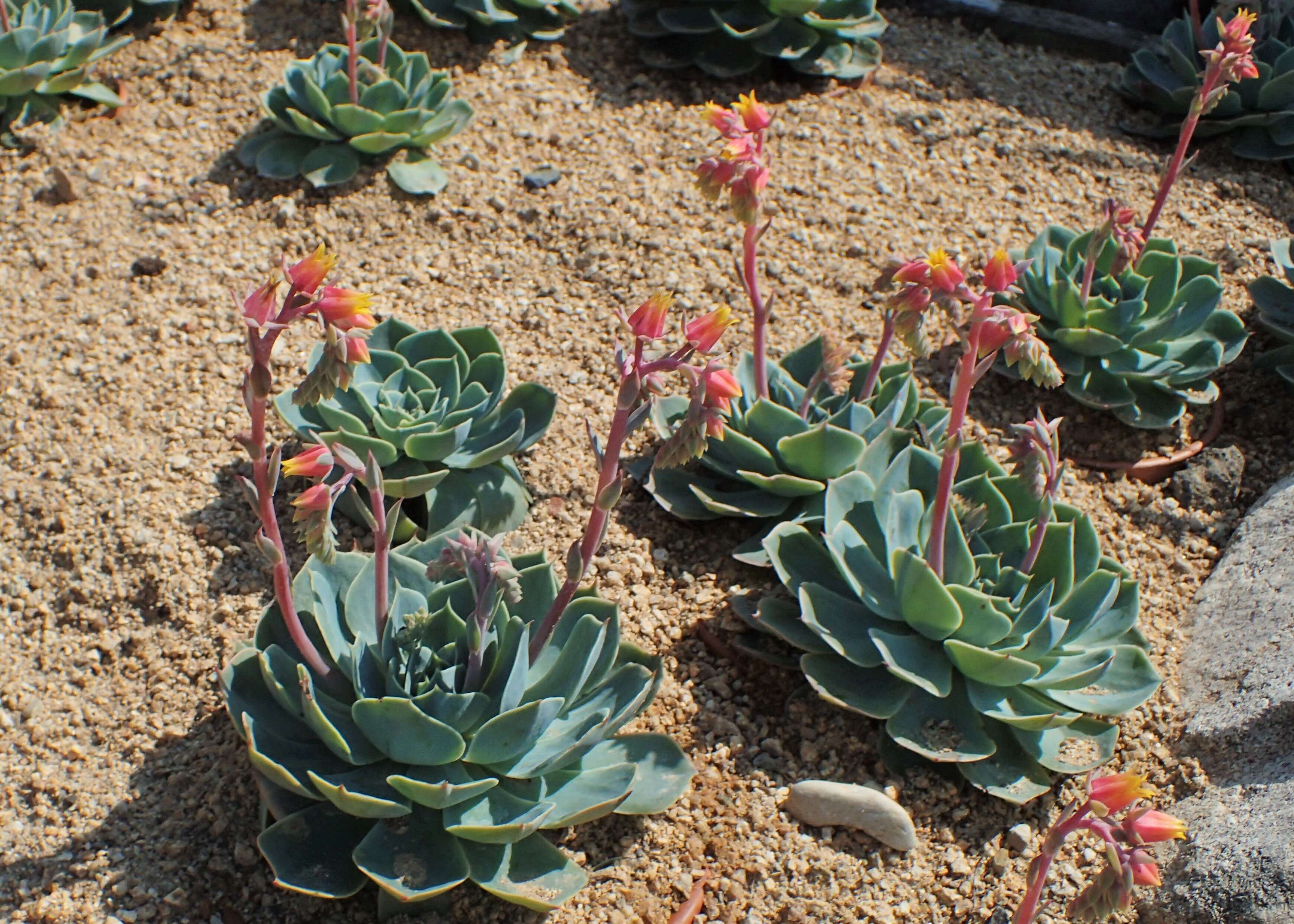 Image of Echeveria elegans Rose