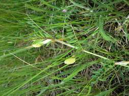 Image of smooth yellow vetch