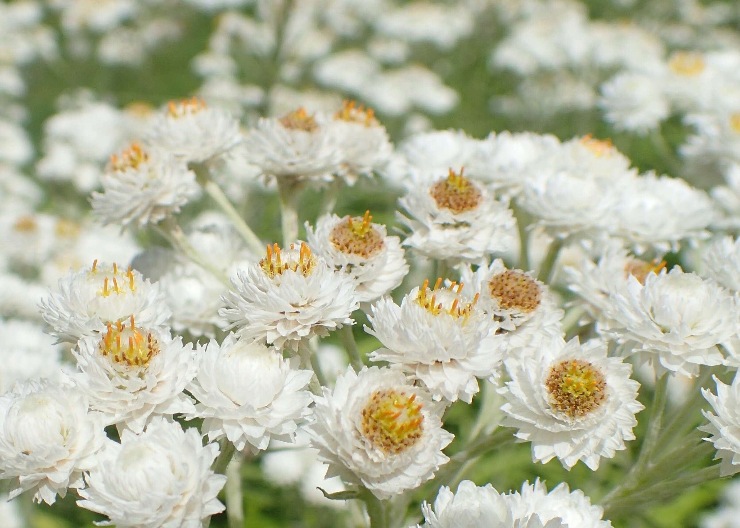 Imagem de Anaphalis margaritacea (L.) Benth.