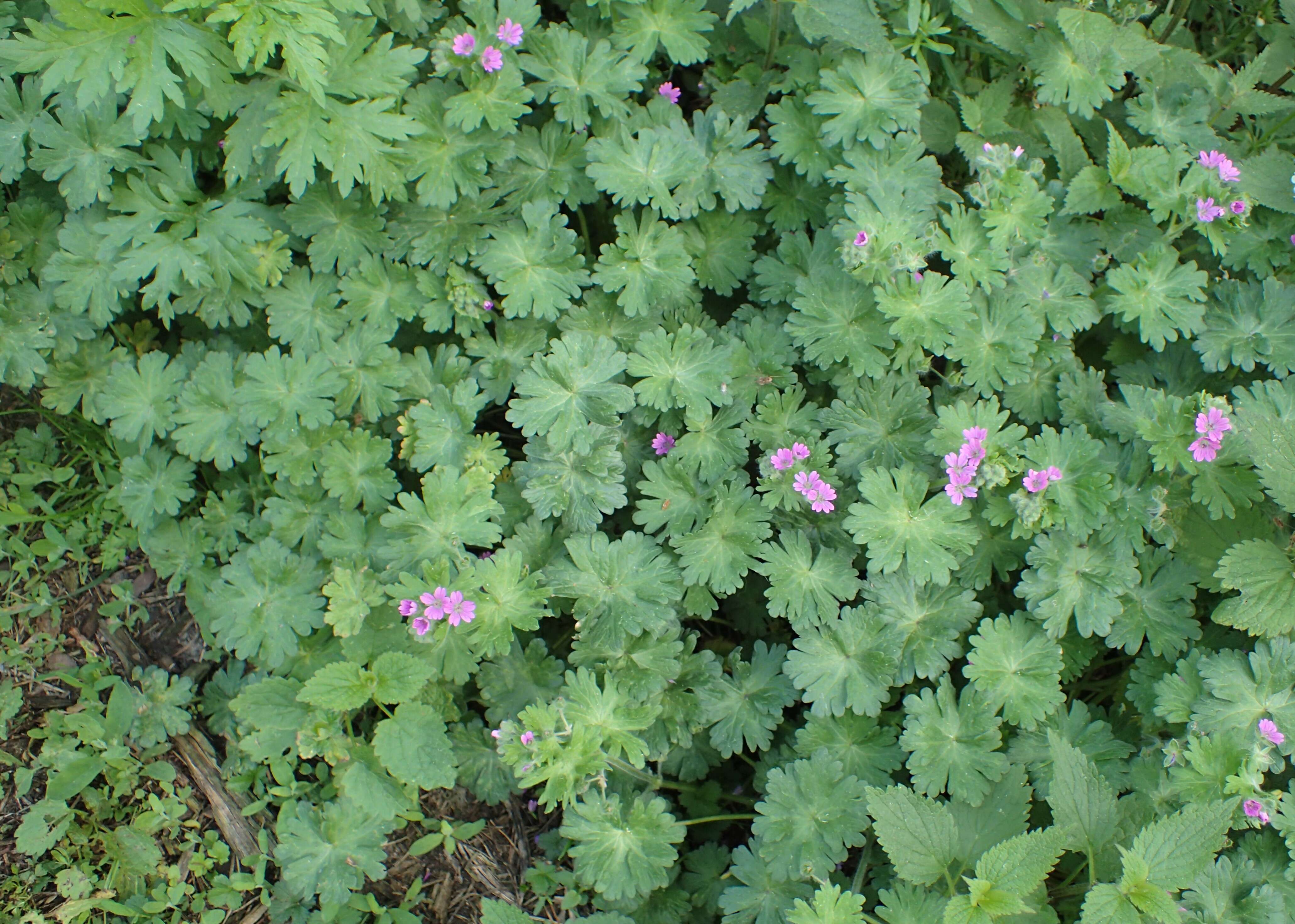 Imagem de Geranium molle L.