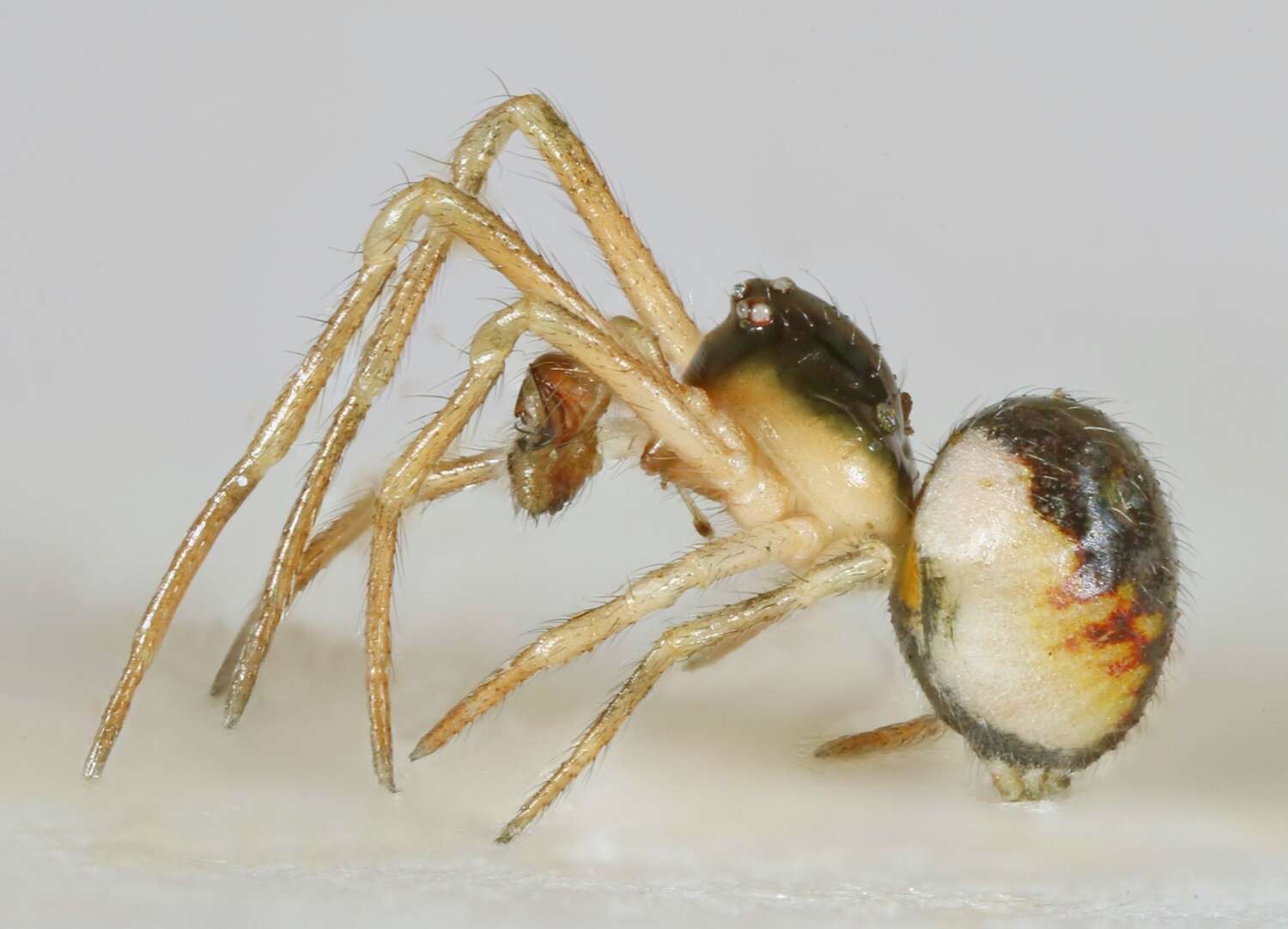 Image of Paidiscura