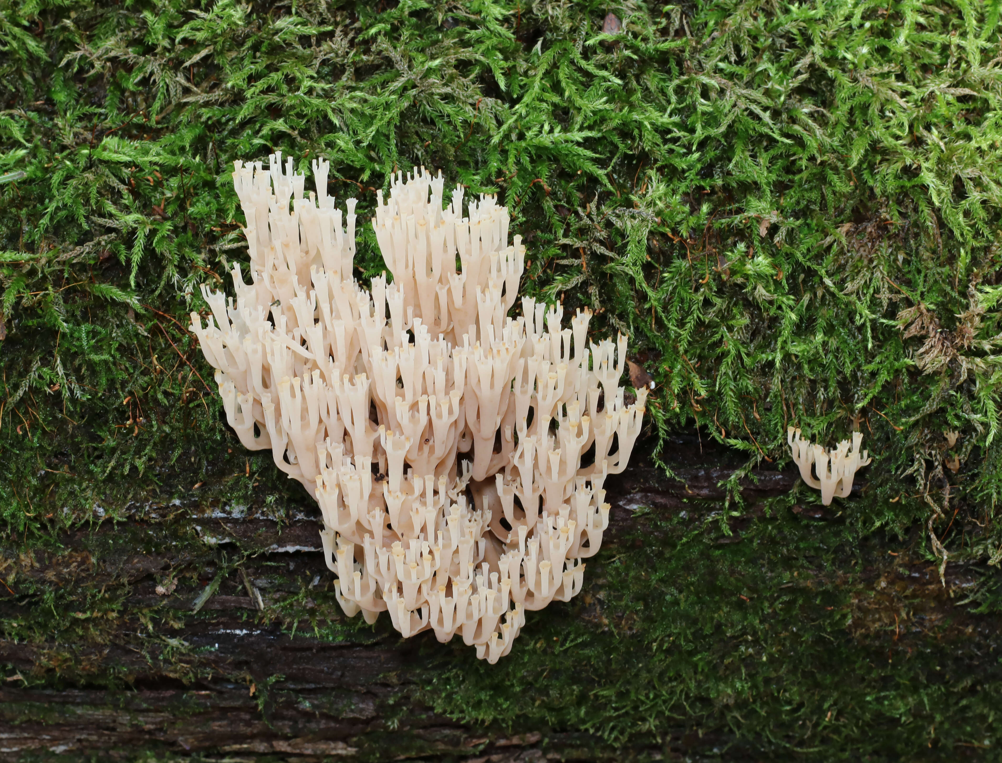 Image of Artomyces pyxidatus (Pers.) Jülich 1982