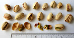 Image of pistachio nut