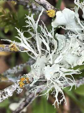 Image of farinose cartilage lichen