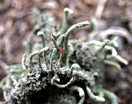 Image of Cladonia macilenta