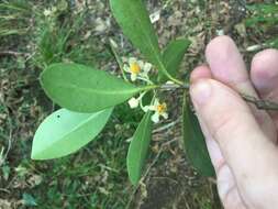 Image of Ternstroemia gymnanthera (Wight & Arn.) Sprague