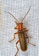 Image of Cantharis livida