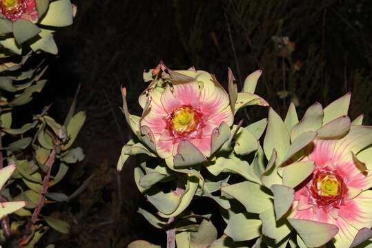 Image of Leucadendron pubibracteolatum I. J. M. Williams