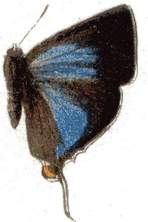 Image of Myrina dermaptera (Wallengren 1857)