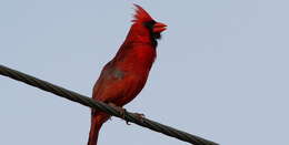 Image of Cardinalis Bonaparte 1838