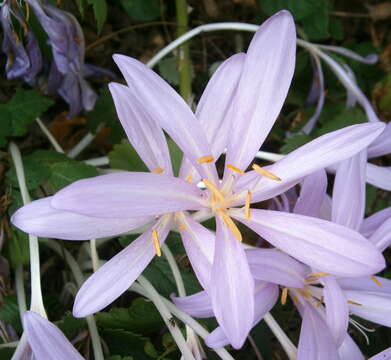 Image of Colchicum laetum Steven