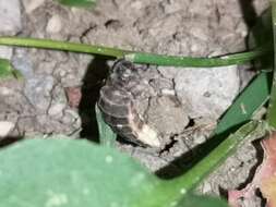 Image of common glow-worm