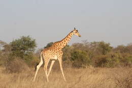 Image of Giraffes