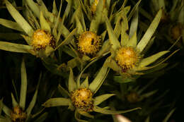 Plancia ëd Leucadendron xanthoconus (Kuntze) K. Schum.