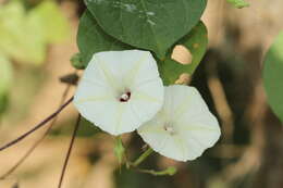 Image of Obscure Morning Glory