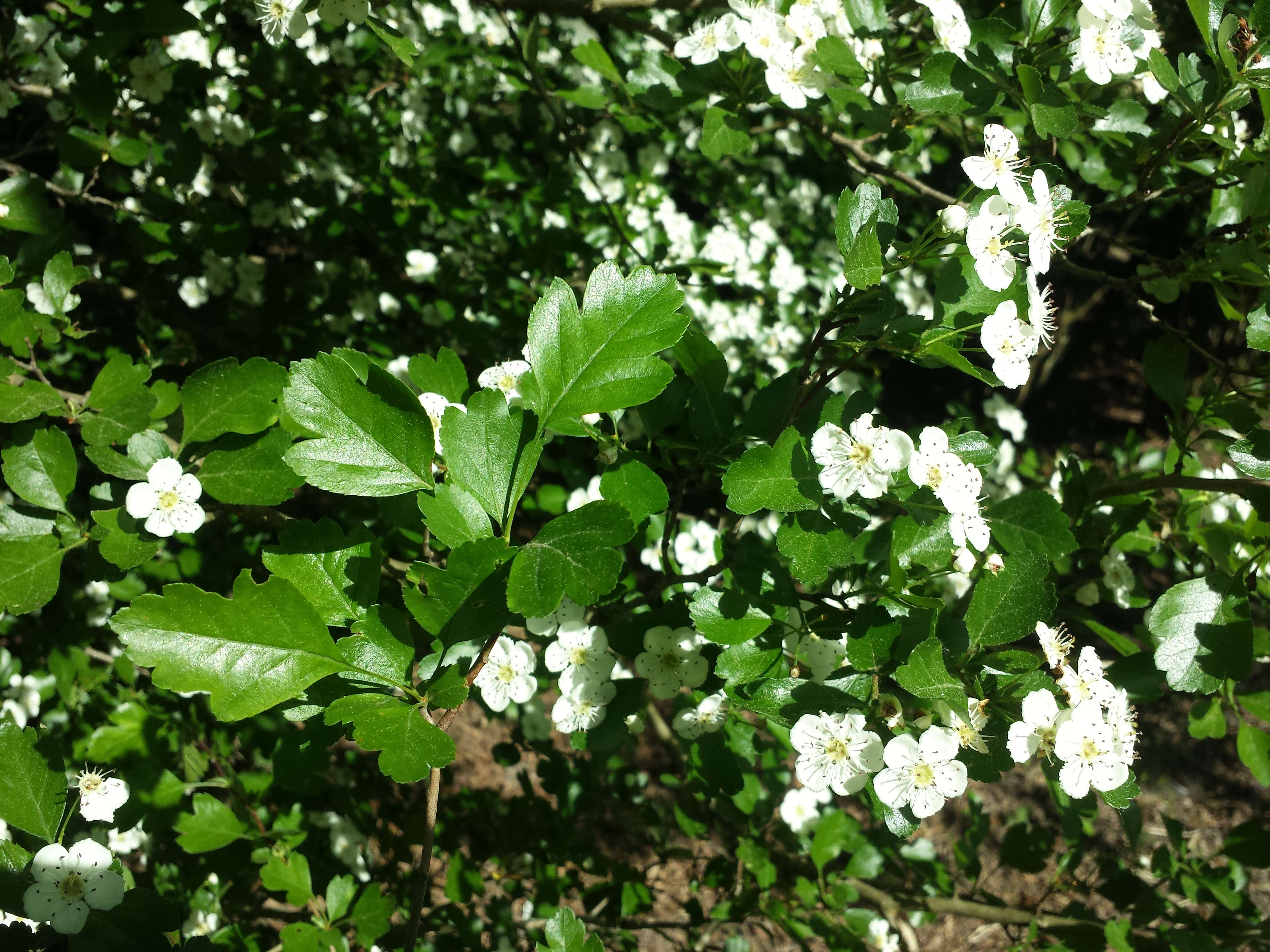 Image of Midland Hawthorn