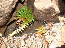 Image of alpine woodfern