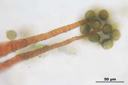 Image of dichodontium moss