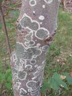 Image of lecidella lichen