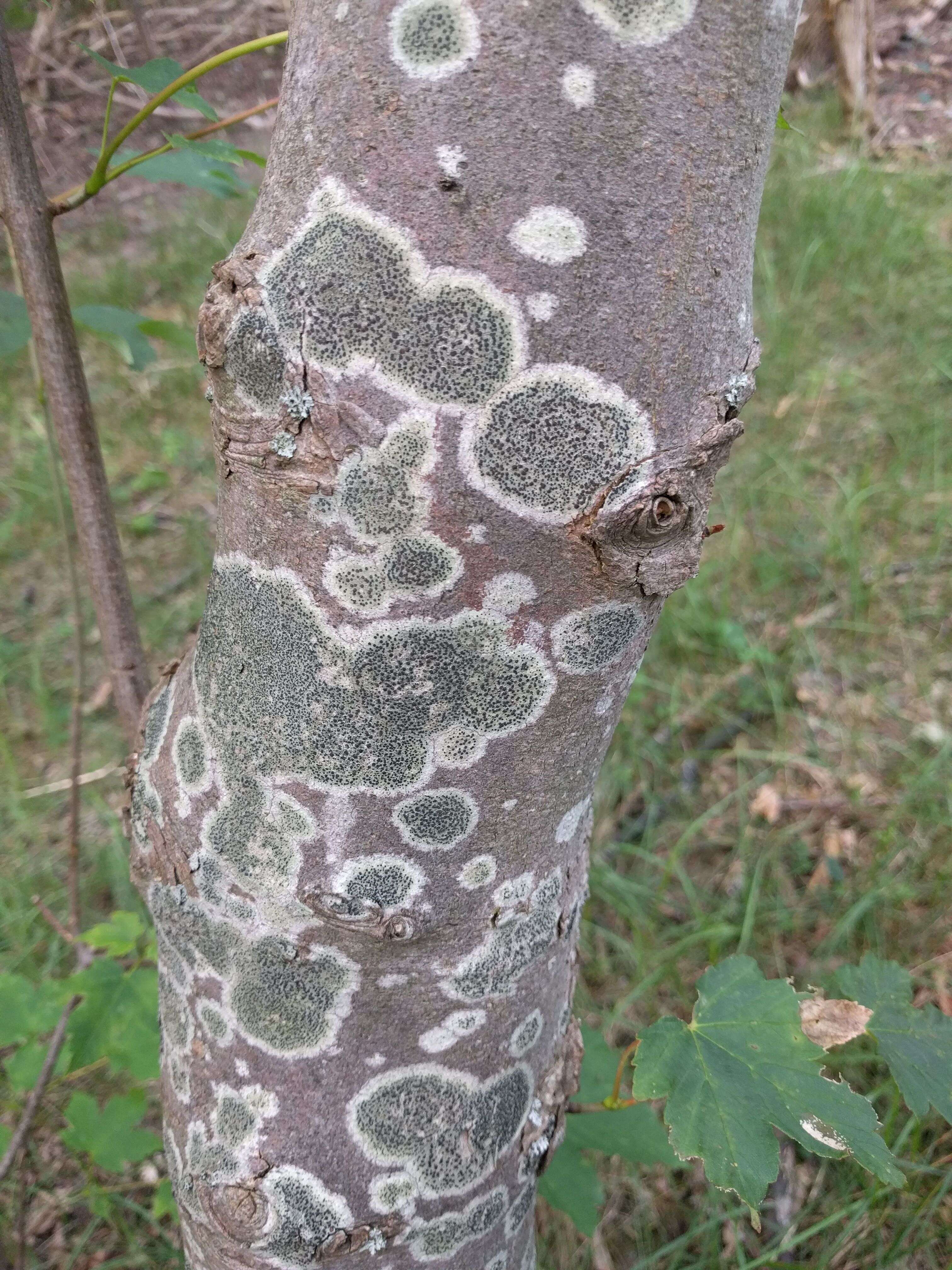 Image of lecidella lichen