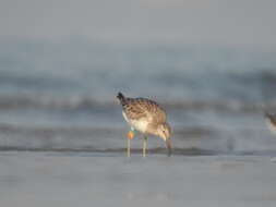 Image of Great Knot