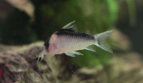 Image of Corydoras imitator Nijssen & Isbrücker 1983