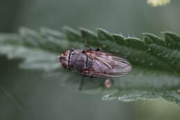 Image of Cluster flies