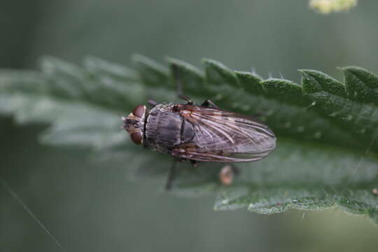 Image of Cluster flies