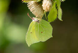 Imagem de Gonepteryx rhamni (Linnaeus 1758)