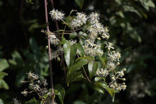 Image of Clematis javana DC.