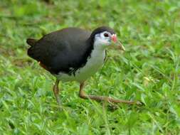 Image of White-breasted Waterhen