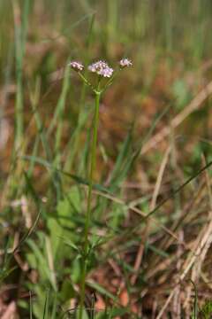 Image of marsh valerian