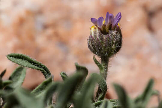 Image of early bluetop fleabane