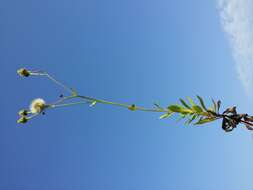 Image of hawkweed