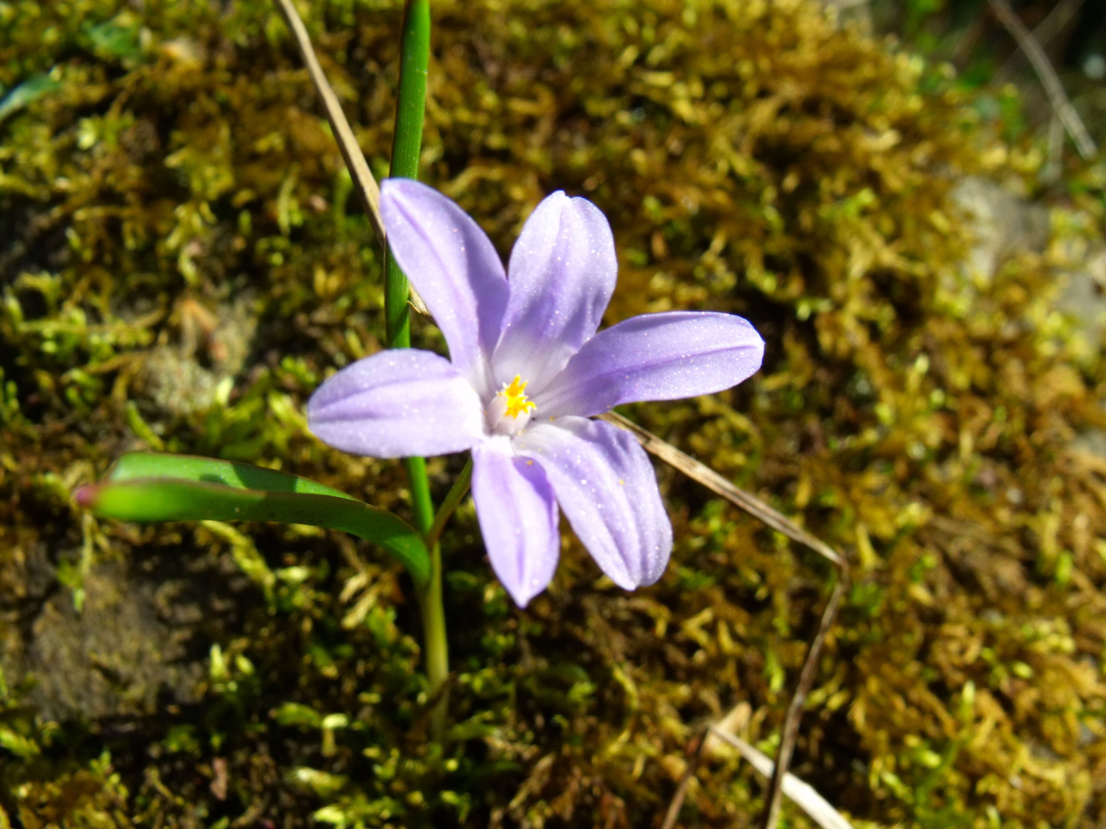 Image de Scilla luciliae (Boiss.) Speta