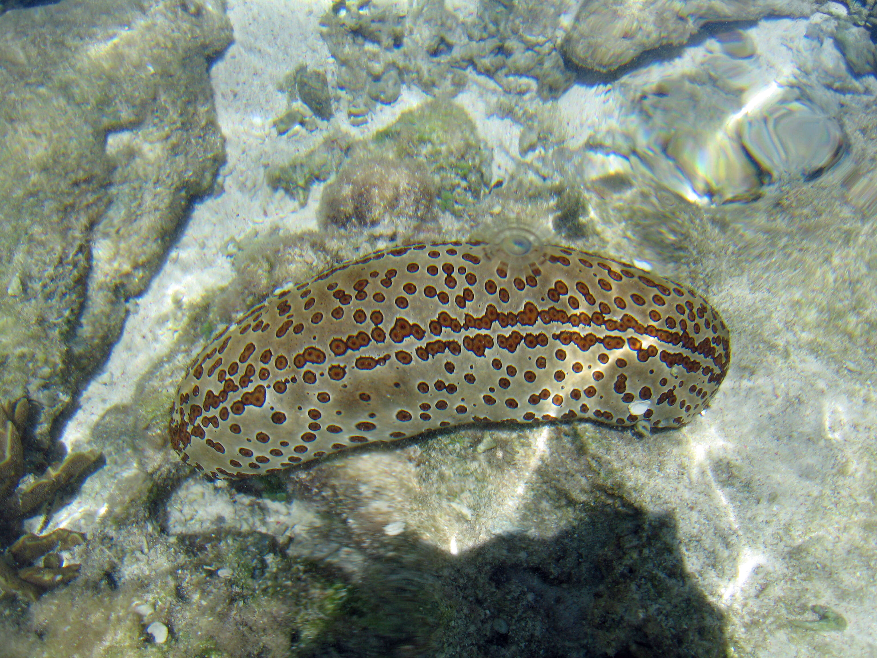 Image of Leopardfish