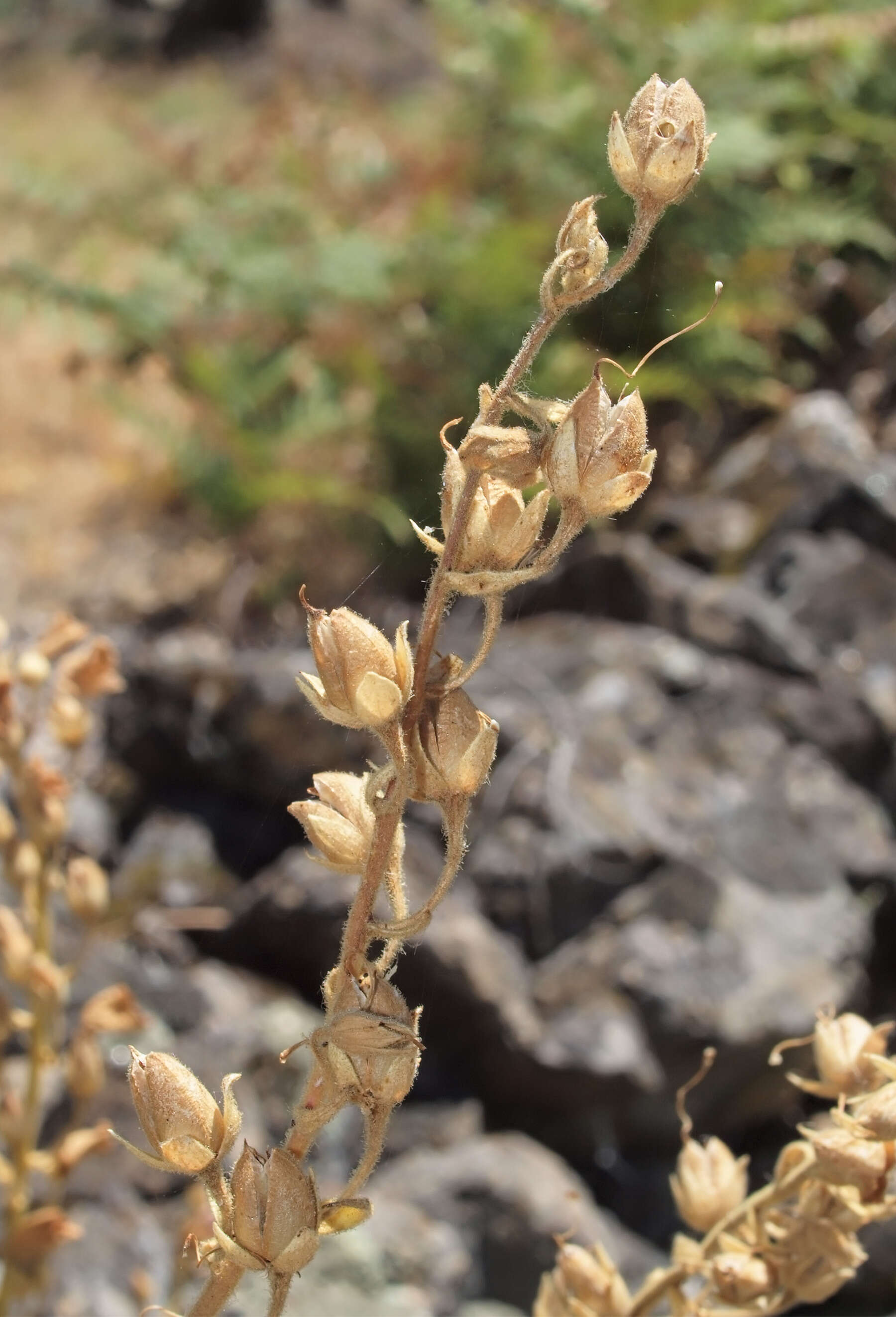 Image of Digitalis thapsi L.