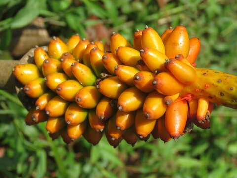 Image of Amorphophallus sylvaticus (Roxb.) Kunth