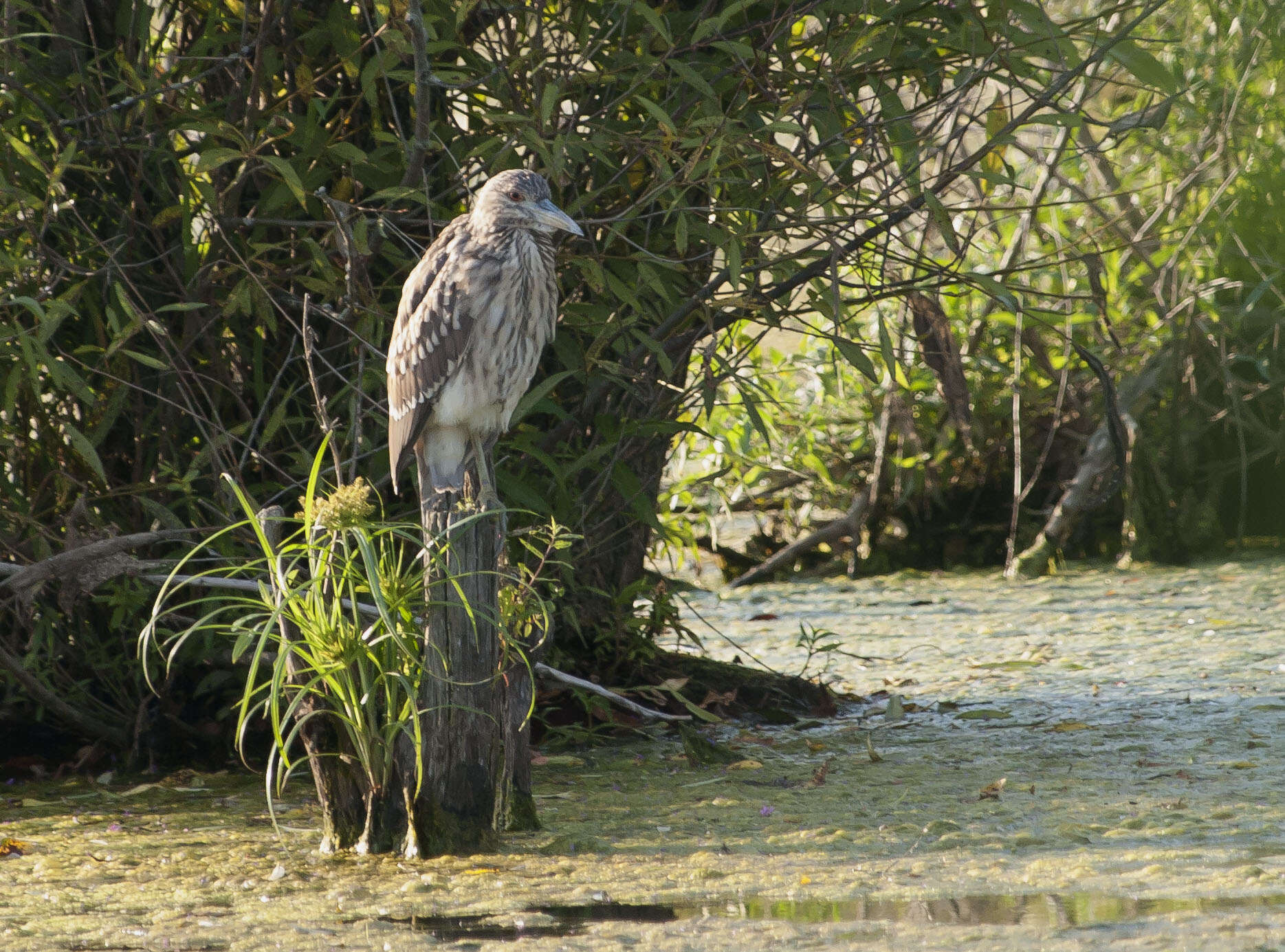 Image of Night Herons