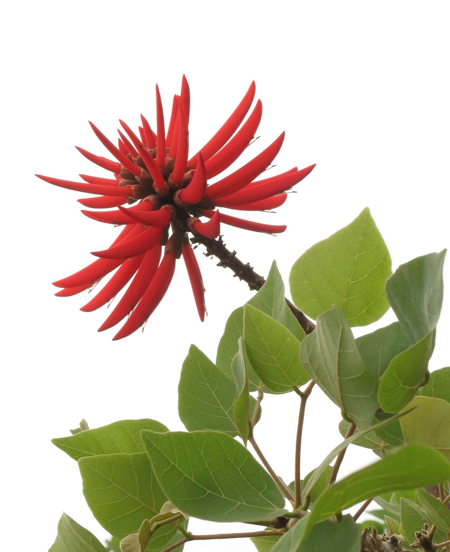 Image de Erythrina americana Mill.