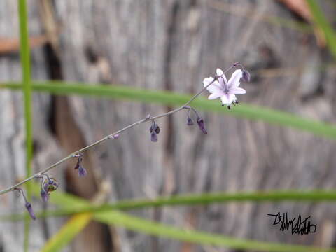 Image of rock lily