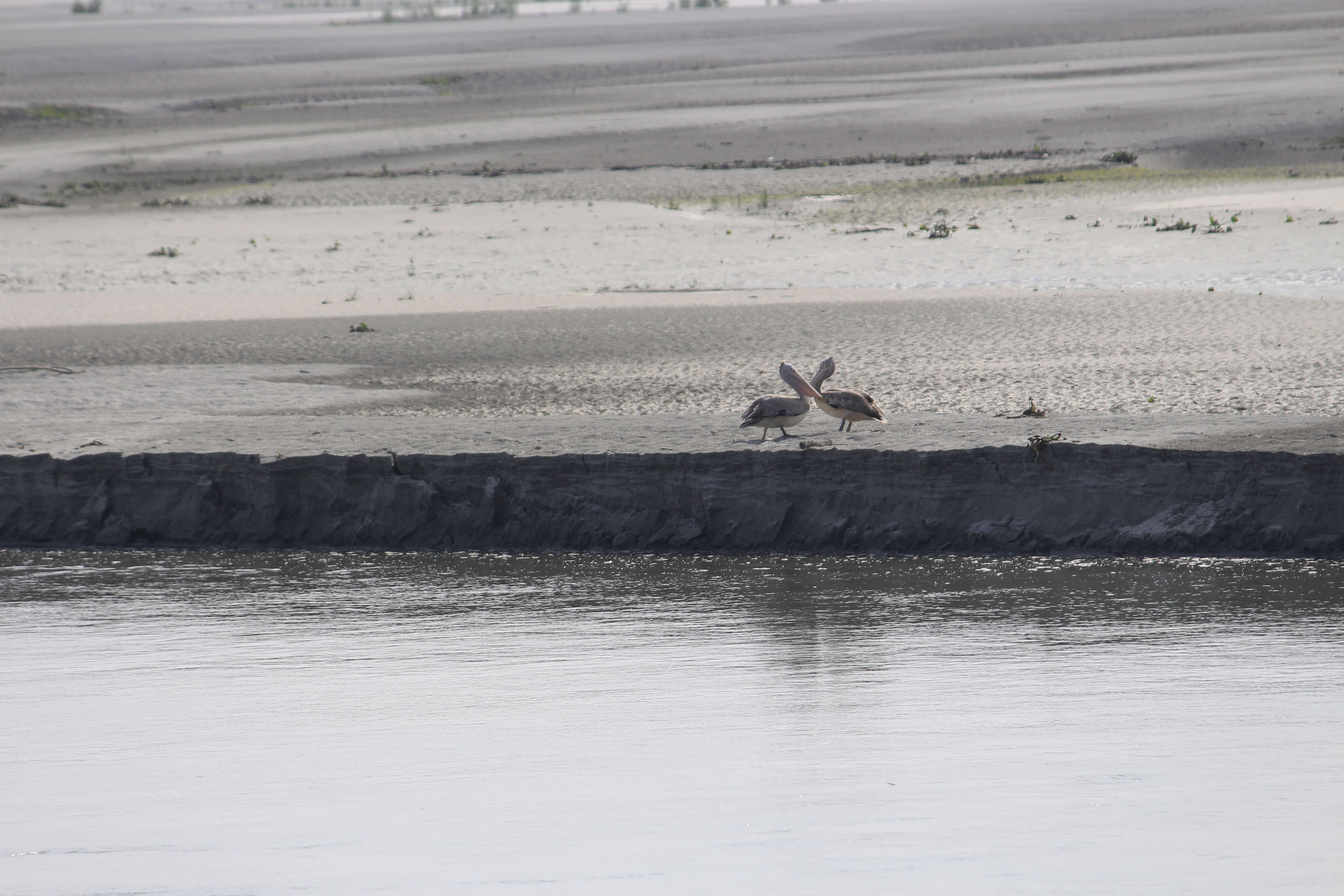 صورة Pelecanus philippensis Gmelin & JF 1789