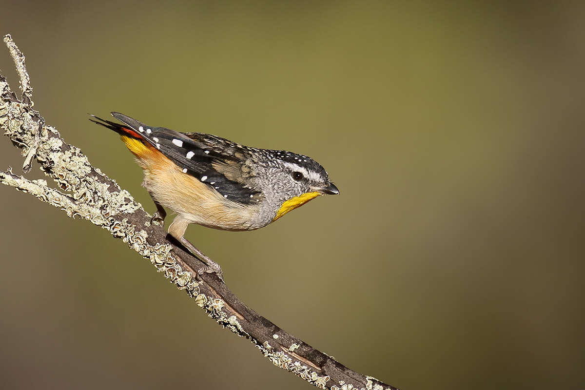 Image of Spotted Pardalote